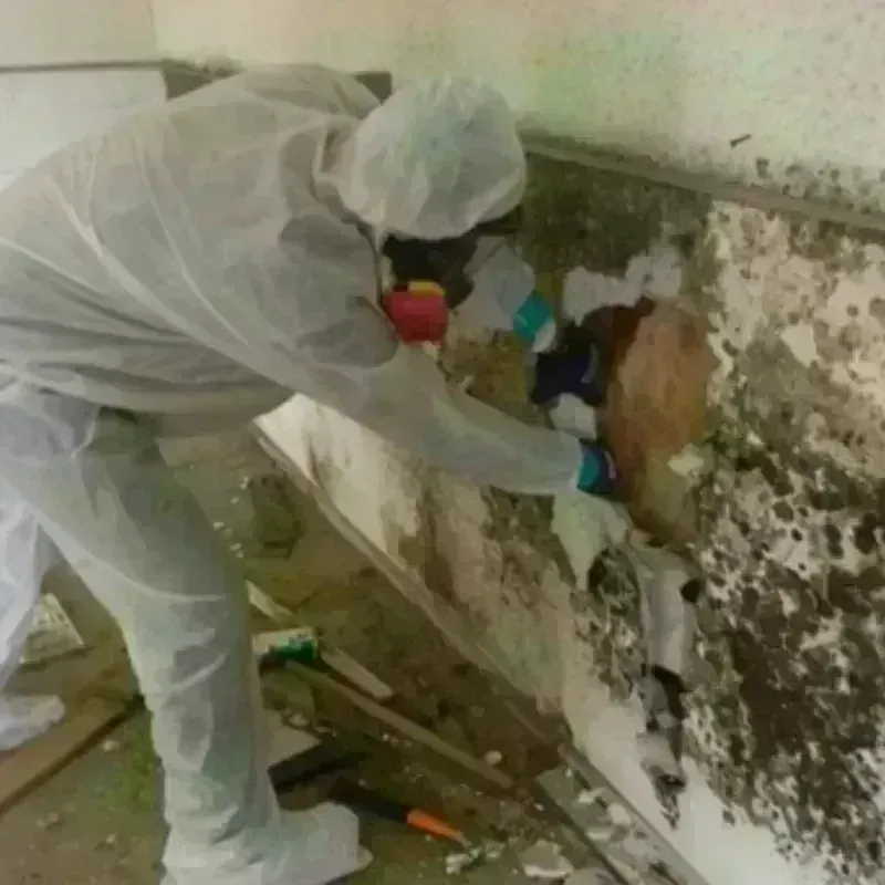 Mold Remediation and Removal in Vienna, IL